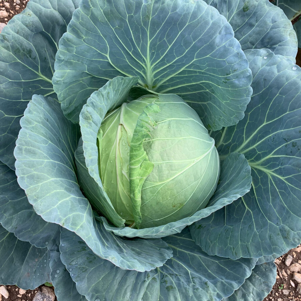Sveži kupus sa poljoprivrednog gazdinstva Milenović u Sokobanji, primer povrća sa naše farme.