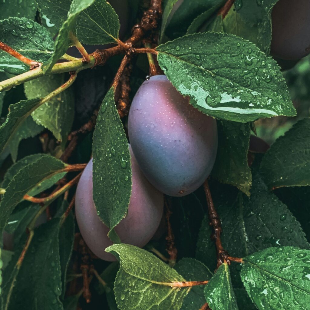 Zrele šljive sa poljoprivrednog gazdinstva Milenović, primer voćnih proizvoda.