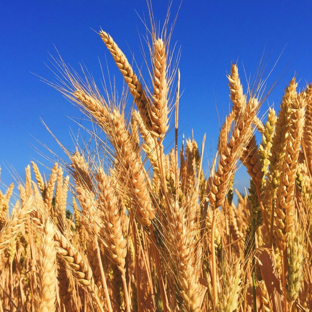 Poljoprivredno gazdinstvo Milenović – polje pšenice, primer žitarica sa farme.